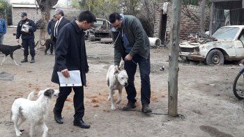 rescataron a cinco perros desnutridos durante un allanamiento
