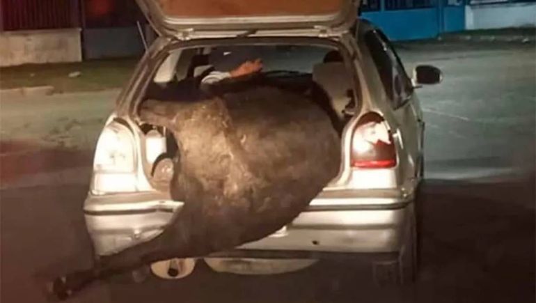 La vaca fue encontrada con el 80% de su cuerpo faenado.&nbsp;