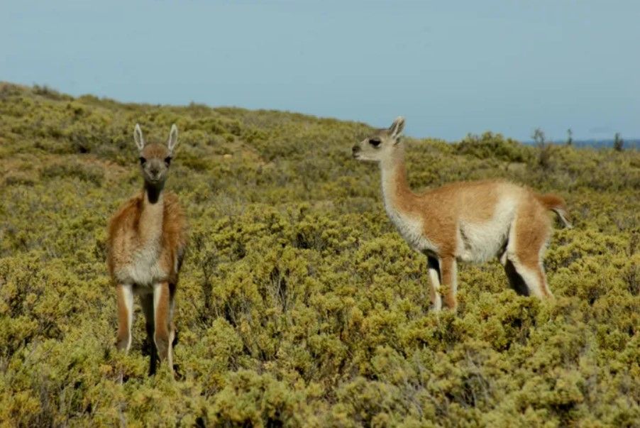 Policías de Santa Cruz aparecen en un video disparándoles a guanacos. (Foto ilustrativa).