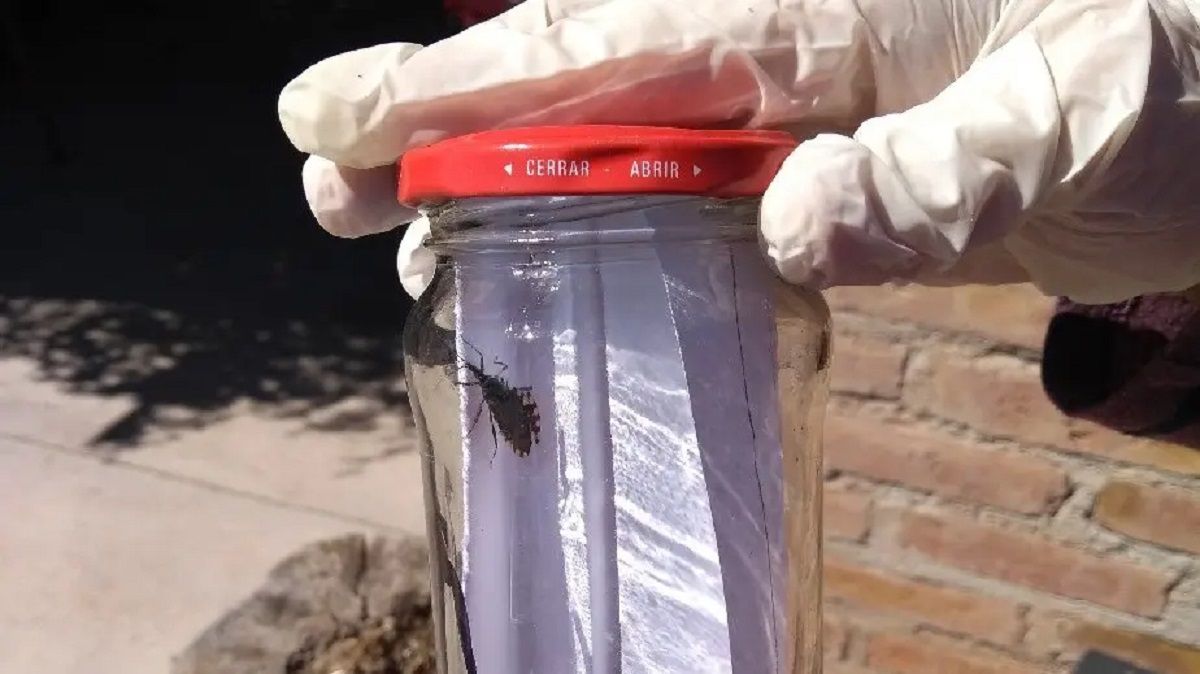 Chagas: trabajan en identificación de vectores y el uso de una App