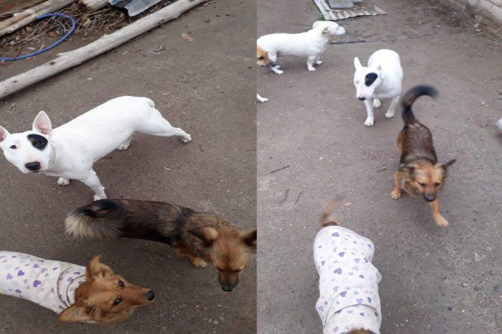 Emotivo reencuentro con su perrita: un hombre la había comprado