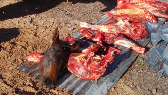 Escondían en una camioneta un caballo descuartizado