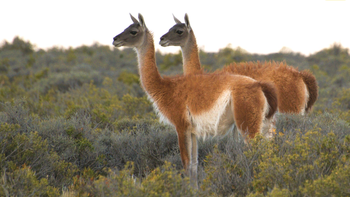 Santa Cruz avanza con un sello de origen para proteger la carne de guanaco.