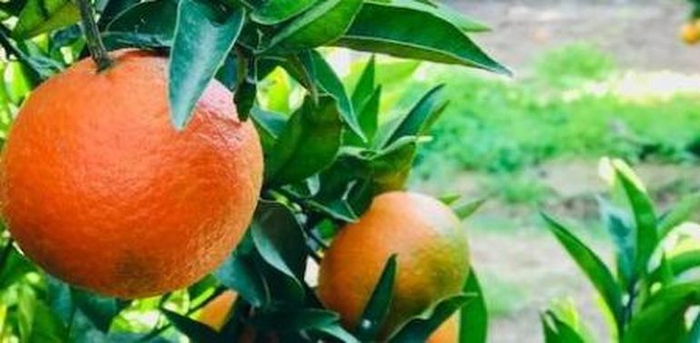 La cáscara de naranja puede ser repelente