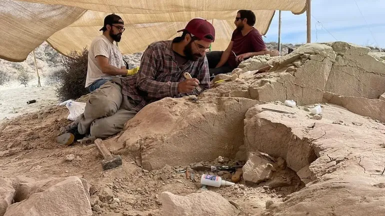 A raíz del hallazgo del huevo, el equipo se trasladó a una zona donde ya habían excavado en expediciones anteriores y presentaba altas probabilidades de encontrar nuevos fósiles.