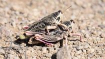 La tucura sapo a diferencia de otras, no tiene alas y es una especie única de la Patagonia, que se caracteriza por su voracidad. (Foto: Ente de la Región Sur - Juan Muñoz)