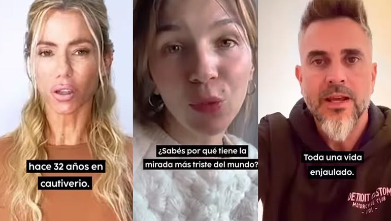 Famosos pidieron por la liberación del chimpancé Toti