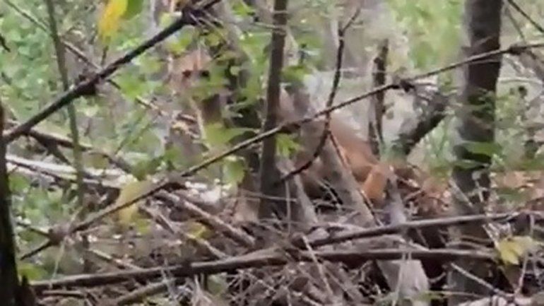 Caminaban por un sendero y se les cruzó un puma en el camino