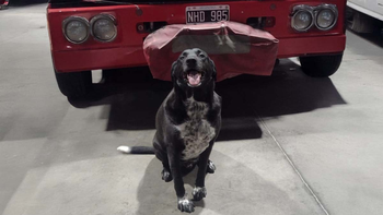 Marolio, el hermoso perro de los Bomberos que se come todo y da qué hablar a nivel país.
