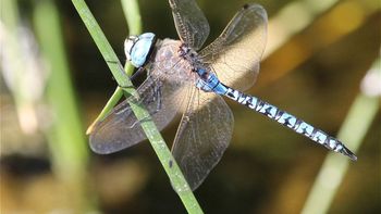 La recomendación es no matar a las libélulas, ya que cumple un rol beneficioso al alimentarse de mosquitos. La recomendación es no matar a las libélulas, ya que cumple un rol beneficioso al alimentarse de mosquitos.