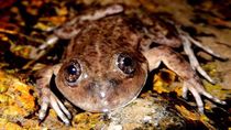 La Ranita del Valcheta (Pleurodema somuncurense), en peligro crítico de extinción.