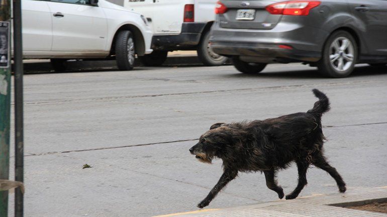 Denuncian que un vecino dispara balinazos a perros
