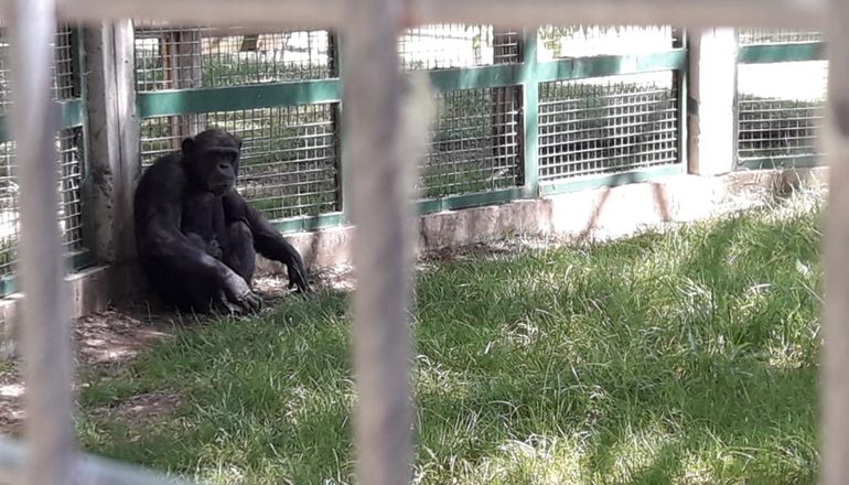 El chimpancé será trasladado a un santuario de Inglaterra. Foto: Gentileza.