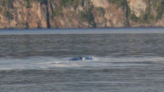 ¿Retrataron al Nahuelito en Villa La Angostura?