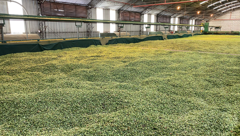 Fernández Oro: el nuevo epicentro del lúpulo en Argentina