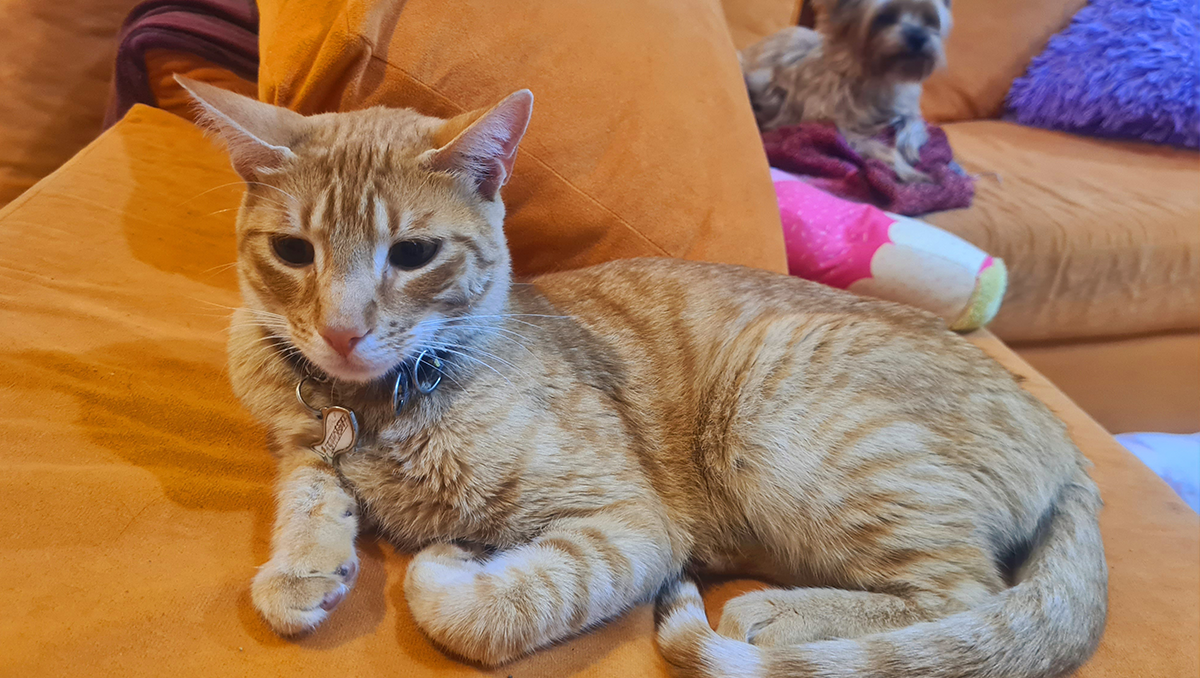 Un gato perdido en Plottier apareció en Comodoro Rivadavia