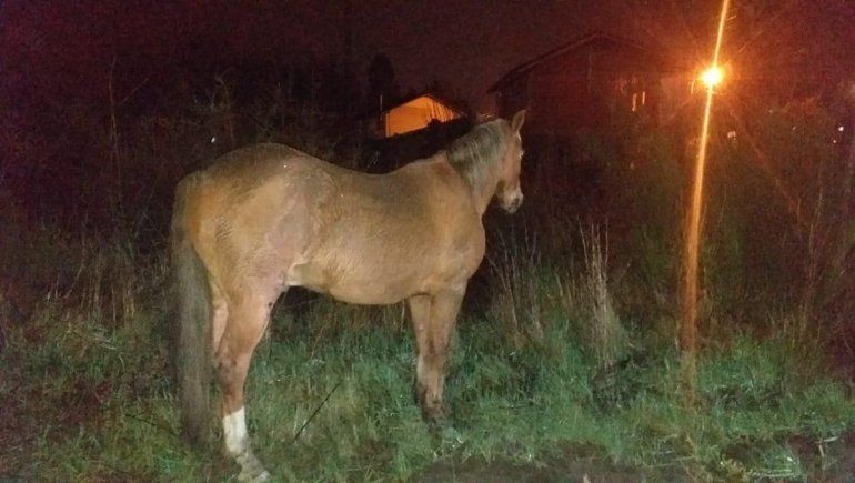 Chocaron contra un caballo suelto en el ingreso a Bariloche: hay tres heridos