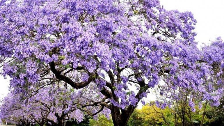 Quieren salvar chacras con el árbol mágico
