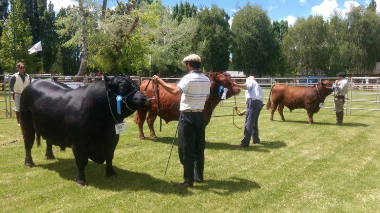 Un toro de Luis Beltrán, campeón en la quinta Expo Bovina de Neuquén