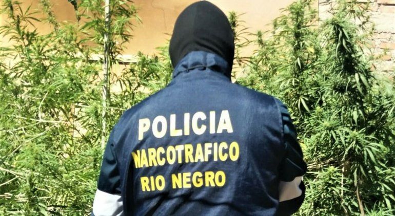 Cocaína y marihuana, las drogas más incautadas por la Policía en el Alto Valle rionegrino
