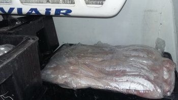 decomisaron 630 kilos de pescado podrido que venian al alto valle