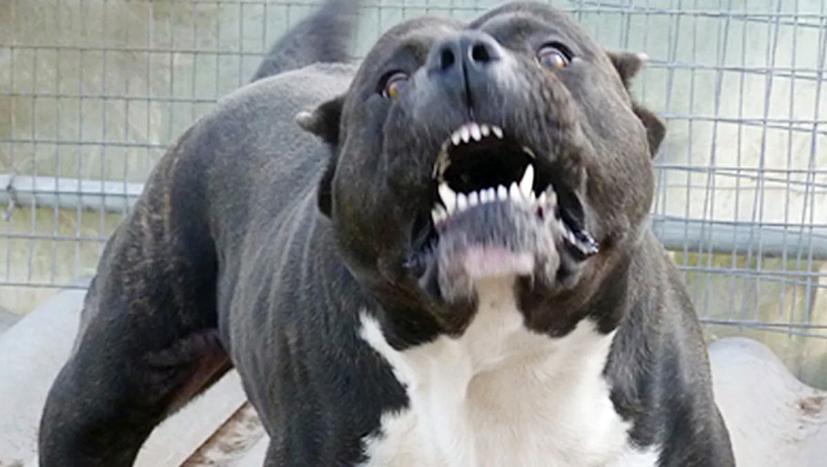Tragedia: una adolescente murió atacada por dos perros dogo