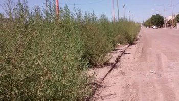 Los yuyos miden más de un metro.&nbsp;