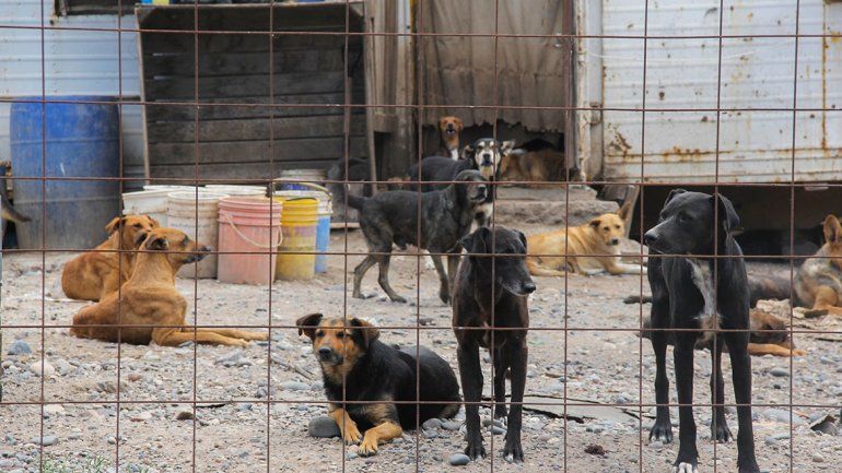 Perros abandonados en la panadería ya tienen un hogar
