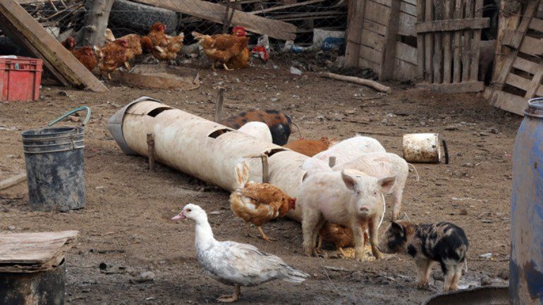Aumenta el consumo de cerdo y no hay control sanitario