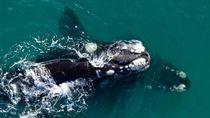 invitan al bautismo de 10 ballenas conocidas en el golfo san matias  