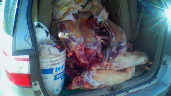 Los sabrosos chivos estaban ocultos en la caja de la camioneta.