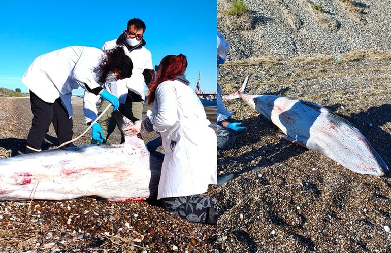 El hallazgo se dio durante la noche del viernes en el Puerto de San Antonio Este. Fotos: Gentileza.