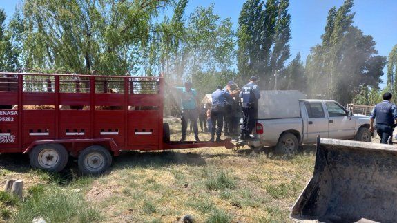 En un increíble operativo rescataron a casi 30 vacas en estado de abandono