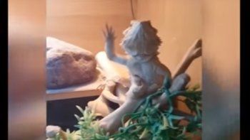 famoso: un lagarto imita a la gente y saluda a las camaras