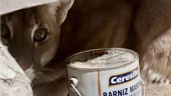 El puma sorprendió a una familia rionegrina, que fue alertada por los ladridos del perro.