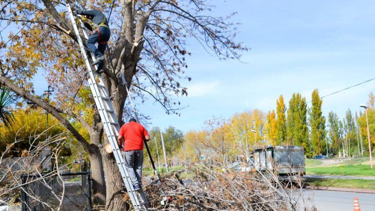 La Municipalidad advirtió sobre situaciones de poda no autorizada en árboles de vereda. 