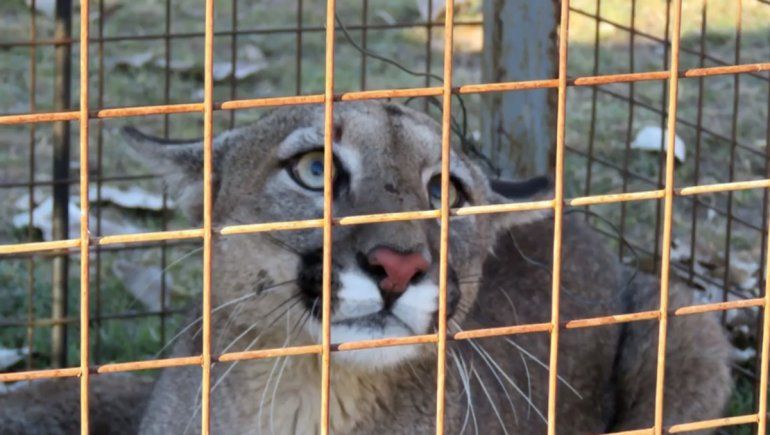 Liberaron a una puma que había sido hallado por un productor rionegrino