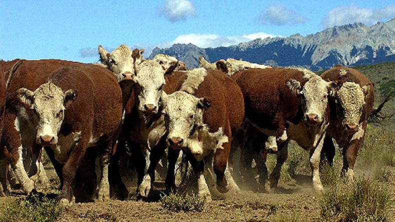 Los ganaderos de la Patagonia preocupados por la flexibilización de la barrera sanitaria.