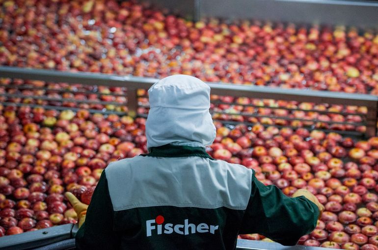 La empresa Fisher tiene una producción promedio propia de manzanas de 100.000 toneladas al año.