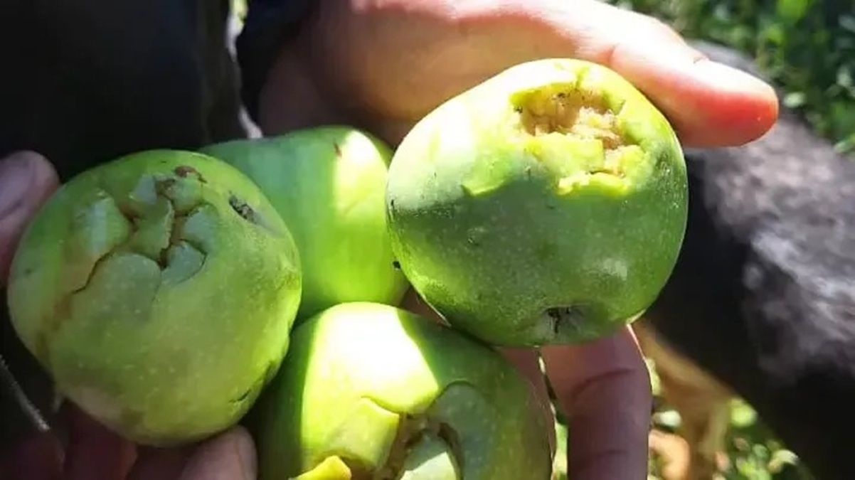El granizo destruyó cultivos y dejó pérdidas millonarias. Foto: Gentileza.