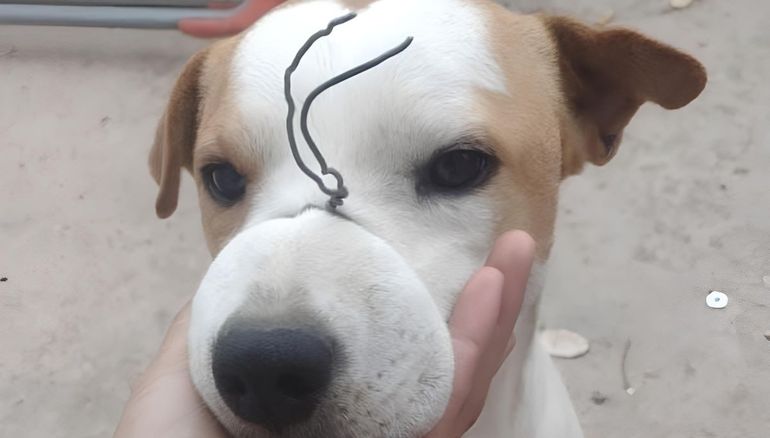 Espantoso: Manchita llegó a su casa con el hocico atado con alambre.&nbsp;