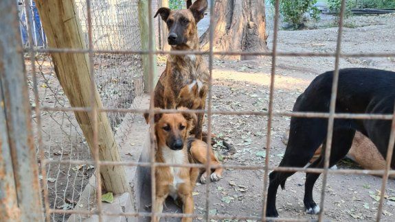 ¡Van primeros! Votá a los perritos rescatados de Cipolletti