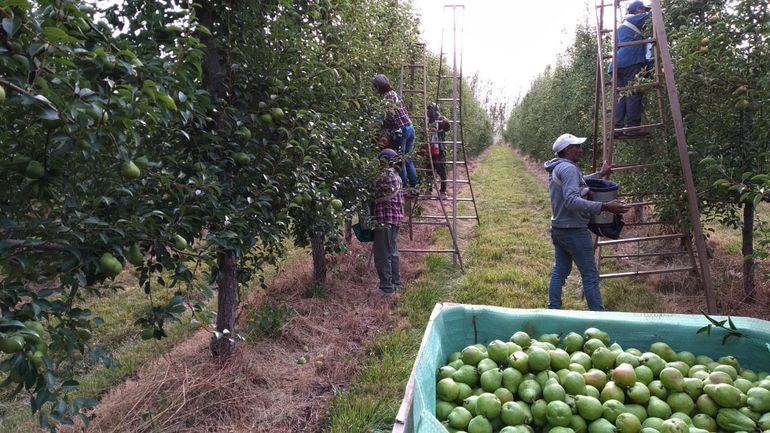 Arranca una nueva cosecha en el Alto Valle