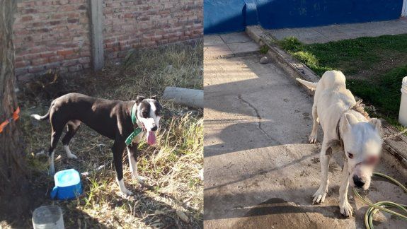 Indignante: otros dos casos de maltrato animal en la provincia