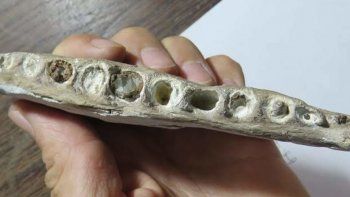 descubrieron un pez gigante fosil de 70 millones de anos