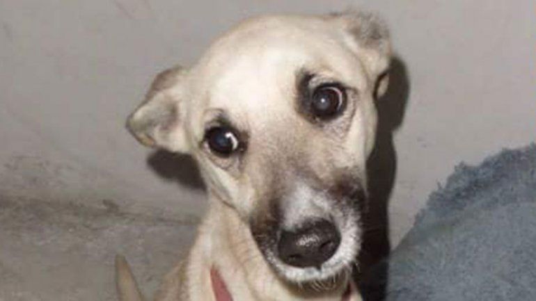 Vecino salvaje despellejó a una perrita mestiza