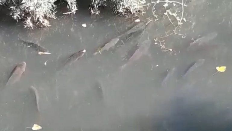 Las carpas invaden ríos y lagos de la región. Proponen incentivar su pesca para frenar su propagación.&nbsp;
