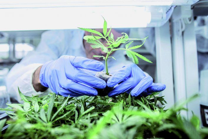 Plottier debate sobre el cannabis medicinal. 
