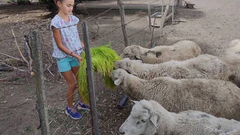 El forraje verde nació de la mano de un productor tras una sequía feroz.