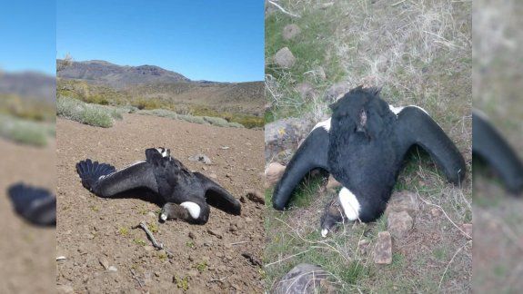 Al menos trece cóndores murieron envenenados en el norte neuquino
